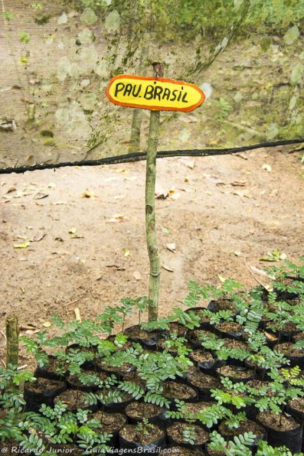 Imagem de mudas e pequena árvore do pau brasil na Aldeia Indígena